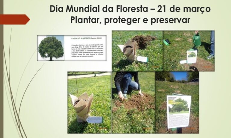 Uma floresta que nos une – Dia Mundial da Floresta – 21 de março