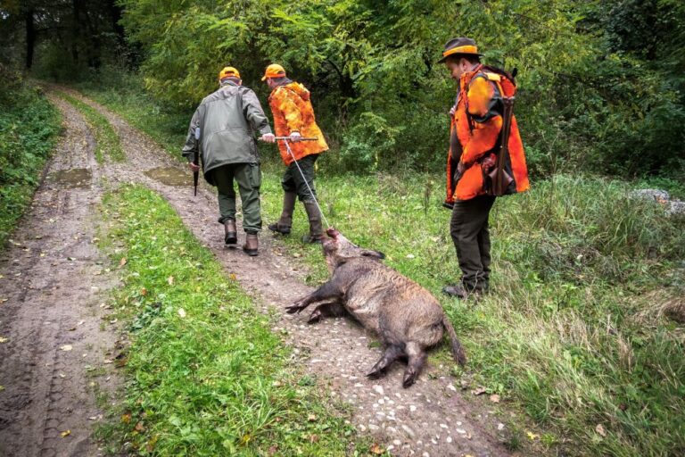 Câmara Municipal de Sever do Vouga prepara regulamento para incentivar o abate de javalis